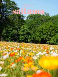 【埼玉×森林公園】  ネモフィラ ポピーなどの花畑の絶景スポット