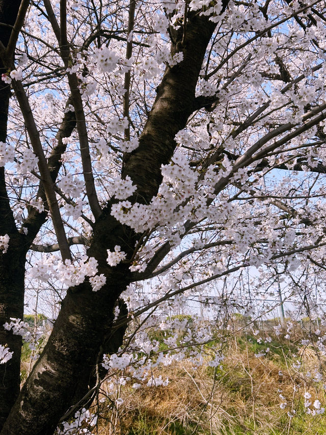 청주 오송 생명 호수공원, 숨겨진 벚꽃 명소 발견!🤍