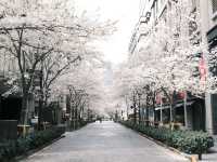 【東京】今が見頃！桜スポット