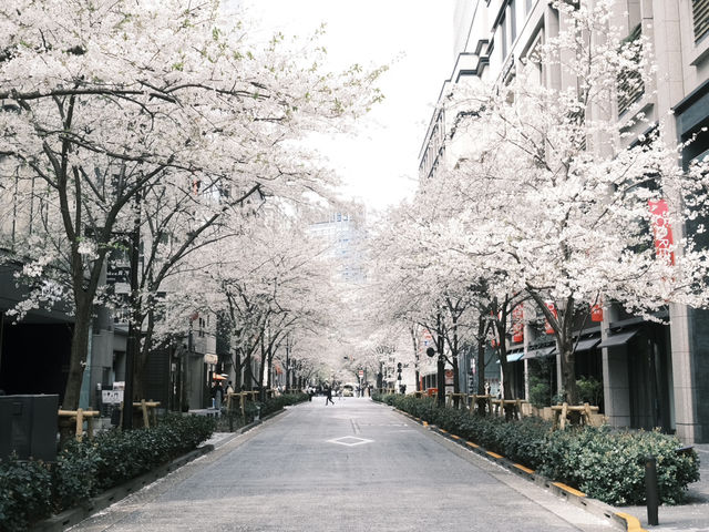 【東京】今が見頃！桜スポット