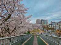 【名古屋】都会のオアシスに咲く桜を満喫できる穴場スポット✨🌸  