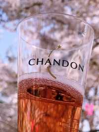【目黒　桜舞い散る川辺を歩き郷さくら美術館でアートの桜三昧から代官山へ】