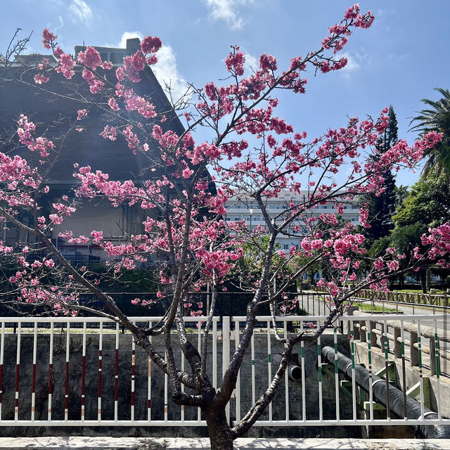 那霸與儀公園（Yogi Park）