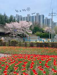 벚꽃 데이트 부산북구편 🌸🌸