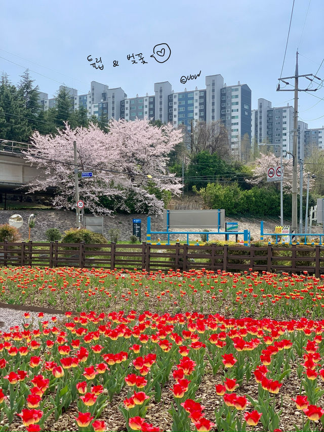벚꽃 데이트 부산북구편 🌸🌸
