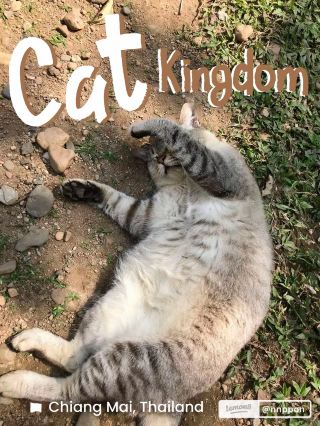 😻🐈อาณาจักรแมว เชียงใหม่ @ทาสแมวบอกต่อ