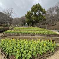 神戶布引香草園🇯🇵