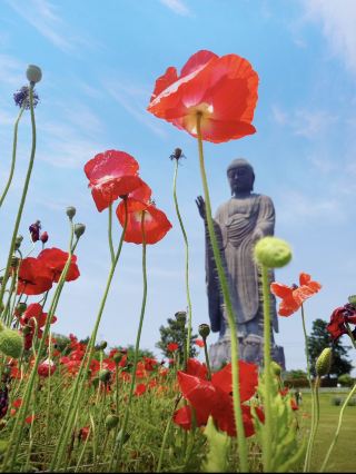 【이바라키】 세계 최고를 자랑하는 압도적인 대불.