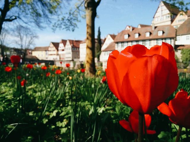 Schwäbisch Hall เมืองเล็กๆแต่อบอุ่น