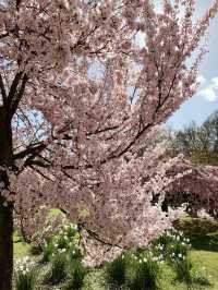 Cherry Blossoms, Tulips and Royal Views: St James’s Park in Spring