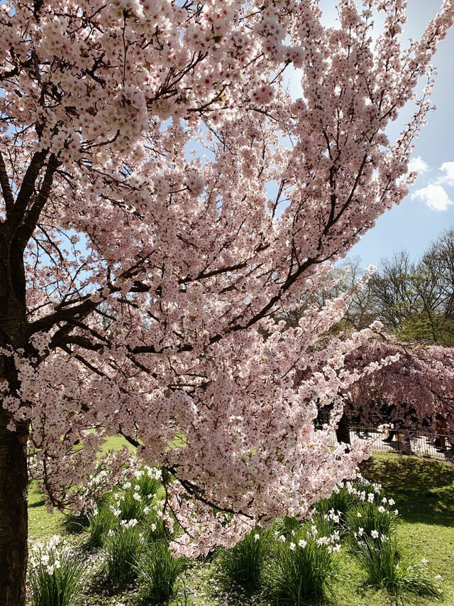 Cherry Blossoms, Tulips and Royal Views: St James’s Park in Spring