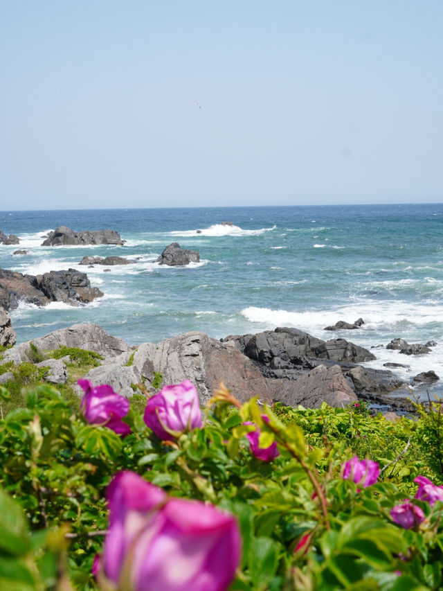 【青森×種差海岸】芝生が美しい海岸