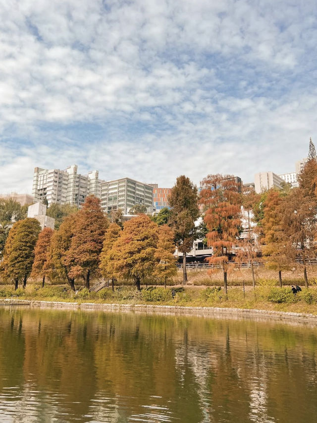 香港🇭🇰中文大學落羽松秘境🍂