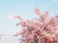 Hidden Cherry Blossom Gem – Kanazuka Sakura Playground
