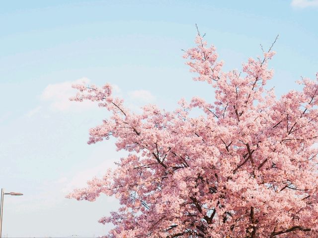 Hidden Cherry Blossom Gem – Kanazuka Sakura Playground