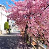 東京近郊的私房賞櫻秘境---松戶坂川河津櫻
