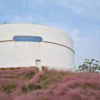 Pink muhly at Shanghai Youguan arts center