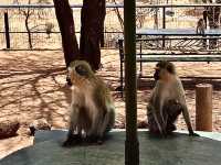 Tarangire 國家公園｜坦尚尼亞經典野生動物天堂