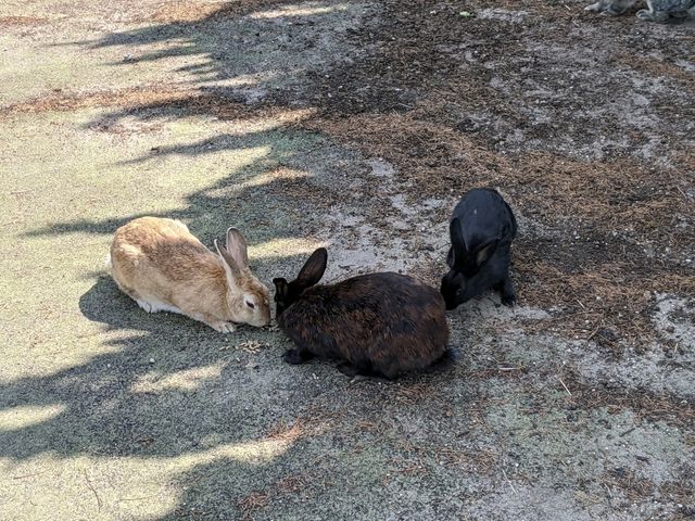 【広島】「ウサギの島」かつ「毒ガスの島」へ行く