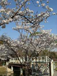 Suzhou Tiger Hill Wetland Park Cherry Blossoms – A Lakeside Floral Retreat