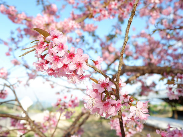 สัมผัส "ญี่ปุ่นเมืองไทย" แบบไม่ต้องใช้พาสปอร์ต🌸