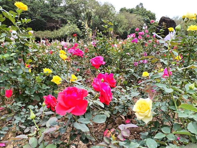 Yuntai Garden 