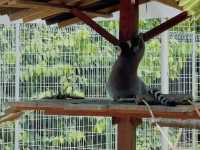 Roaring Adventures Await: A Day at A’Famosa Safari Wonderland
