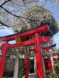 福岡櫻花富翁