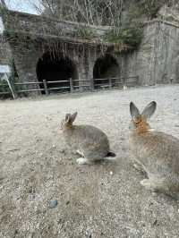 【うさぎ島】大久野島で癒される🐰