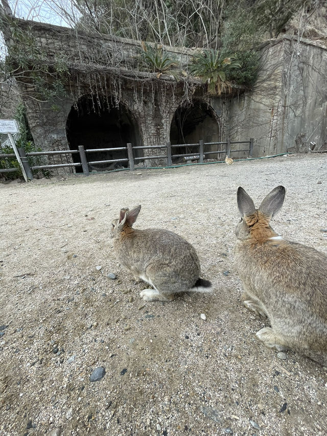 【うさぎ島】大久野島で癒される🐰