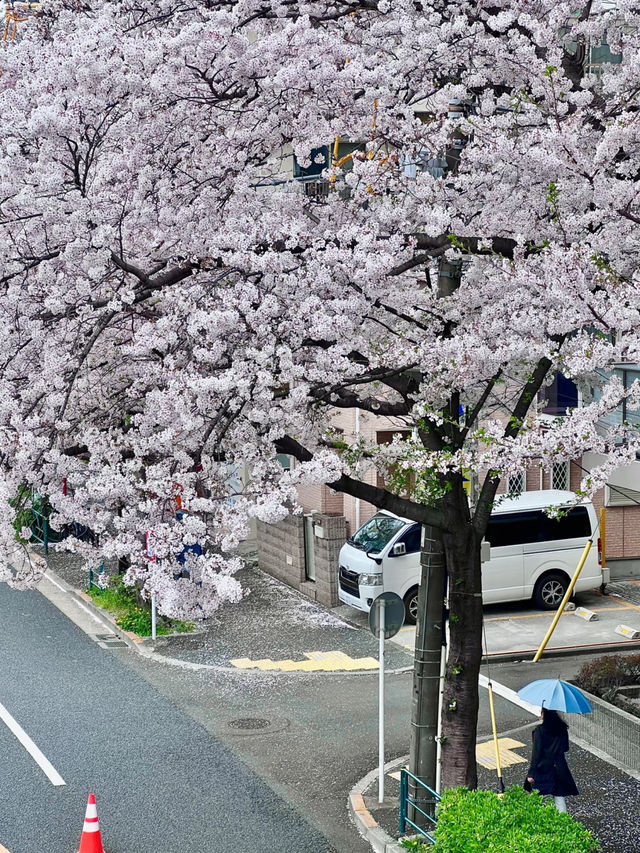 🌸🚃 A Hidden Cherry Blossom Spot in Tokyo Where You Can See Sakura + Trains!