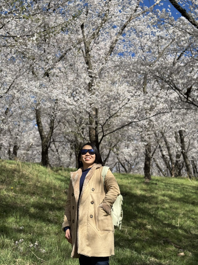 Pure cherry blossom bliss 🌸