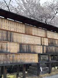Secret Dawn: Chasing Cherry Blossoms at Fushimi Inari’s Hidden Paths
