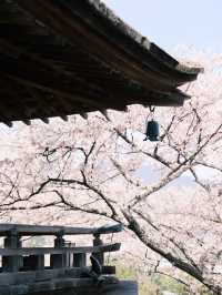 🌸 Caught the Last Wave of Kansai's Cherry Blossoms — Just When I Thought I’d Missed It!