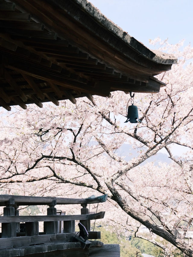 🌸 Caught the Last Wave of Kansai's Cherry Blossoms — Just When I Thought I’d Missed It!