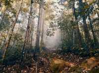 Gunung Lambak: The Mini Mountain That Will Wreck Your Legs (But Feed Your Soul)🏔️😅