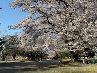 東京の喧騒が桜に彩られた丘陵地へと溶け込む場所—郊外の楽園