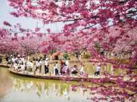  “Campus in Bloom: The Cherry Blossom Charm of Shanzhou University”