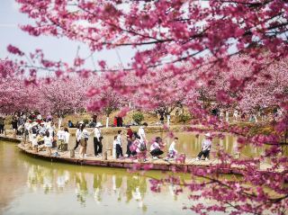  “Campus in Bloom: The Cherry Blossom Charm of Shanzhou University”