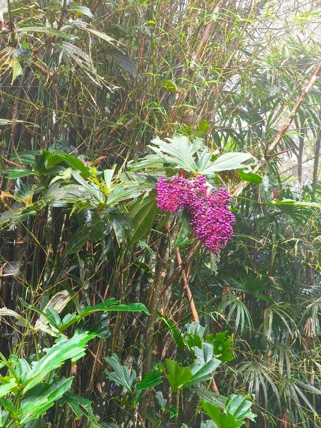 Lost in the Misty Beauty of a Japanese Village in Genting