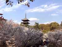 🌸 Ninna-ji Temple: Kyoto’s Best-Kept Secret for Cherry Blossom Perfection! 🏯✨