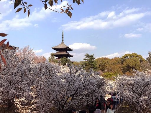 🌸 Ninna-ji Temple: Kyoto’s Best-Kept Secret for Cherry Blossom Perfection! 🏯✨