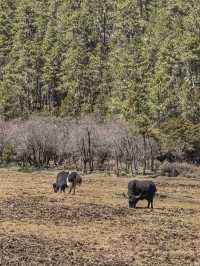 A Peaceful Escape into Nature: Discovering the Beauty of Potatso National Park (普达措国家公园)
