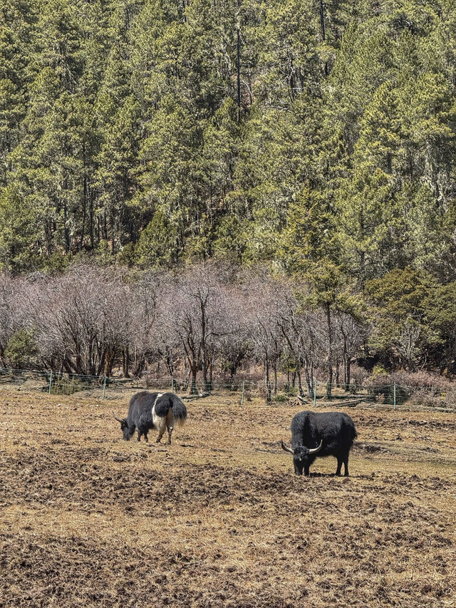 A Peaceful Escape into Nature: Discovering the Beauty of Potatso National Park (普达措国家公园)