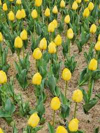 Tulip Blooms at Haneulbit Arboretum