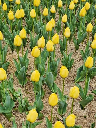 Tulip Blooms at Haneulbit Arboretum