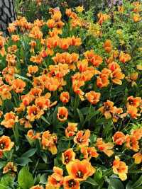 Late April Visit in Byukchoji Gardens 