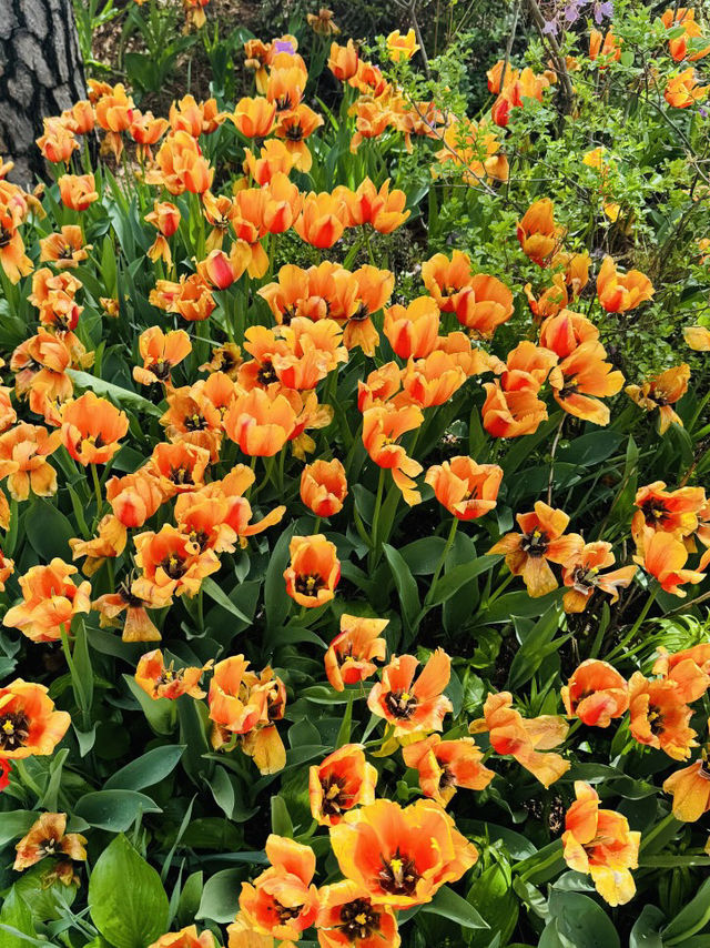 Late April Visit in Byukchoji Gardens 