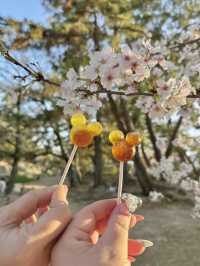 【兵庫/西宮】桜の名所