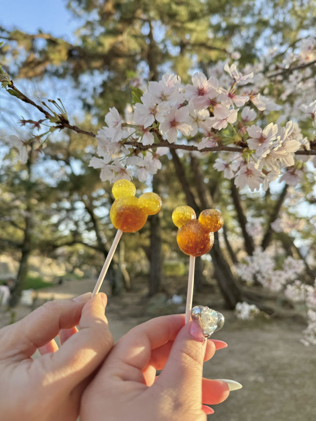 【兵庫/西宮】桜の名所